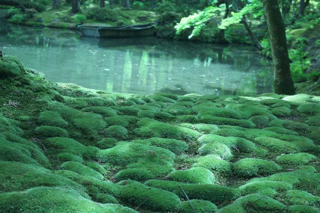 Kokedera A Guide To Kyoto S Magical Moss Temple