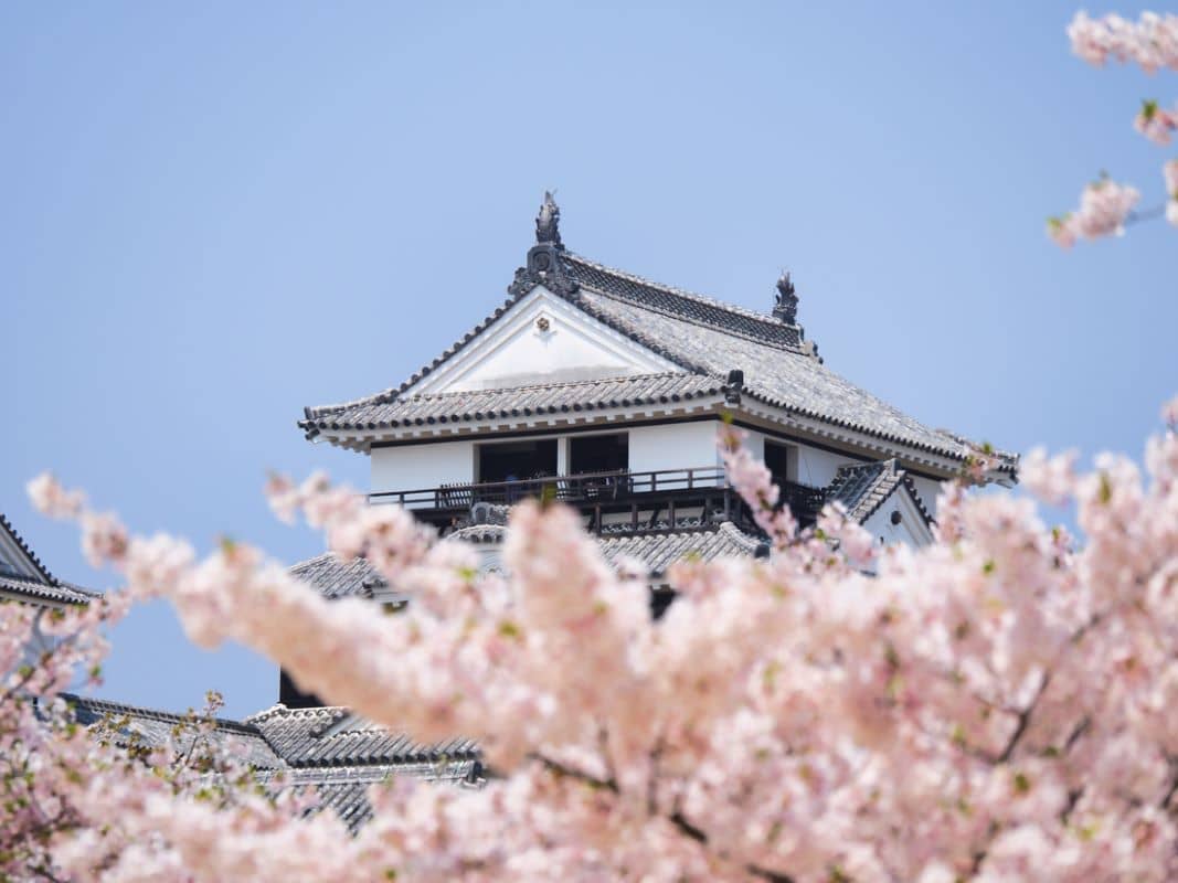 Matsuyama Castle in spring cherry blossom