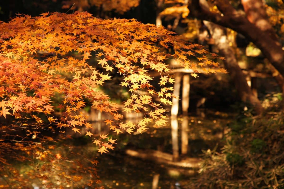 Rikugien Garden