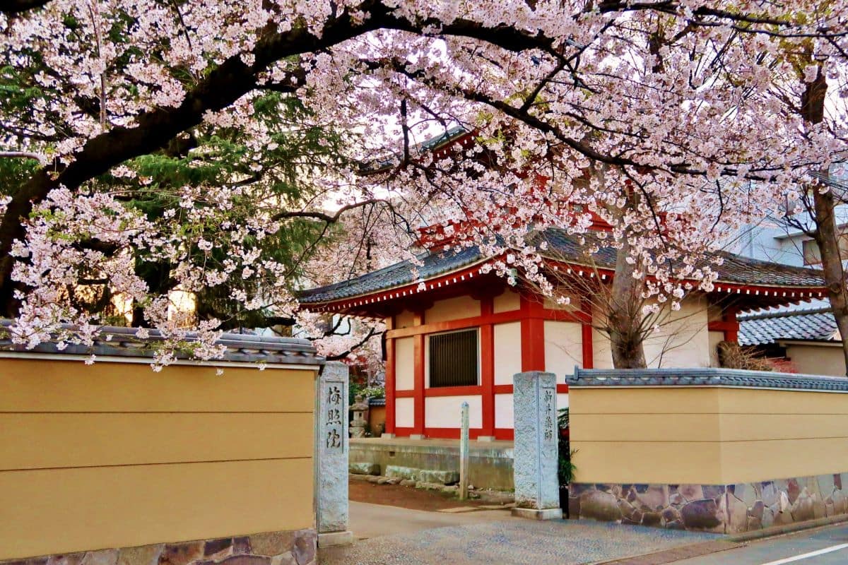 Cherry Blossom at Araiyakushi Baishouin Nakano Tokyo