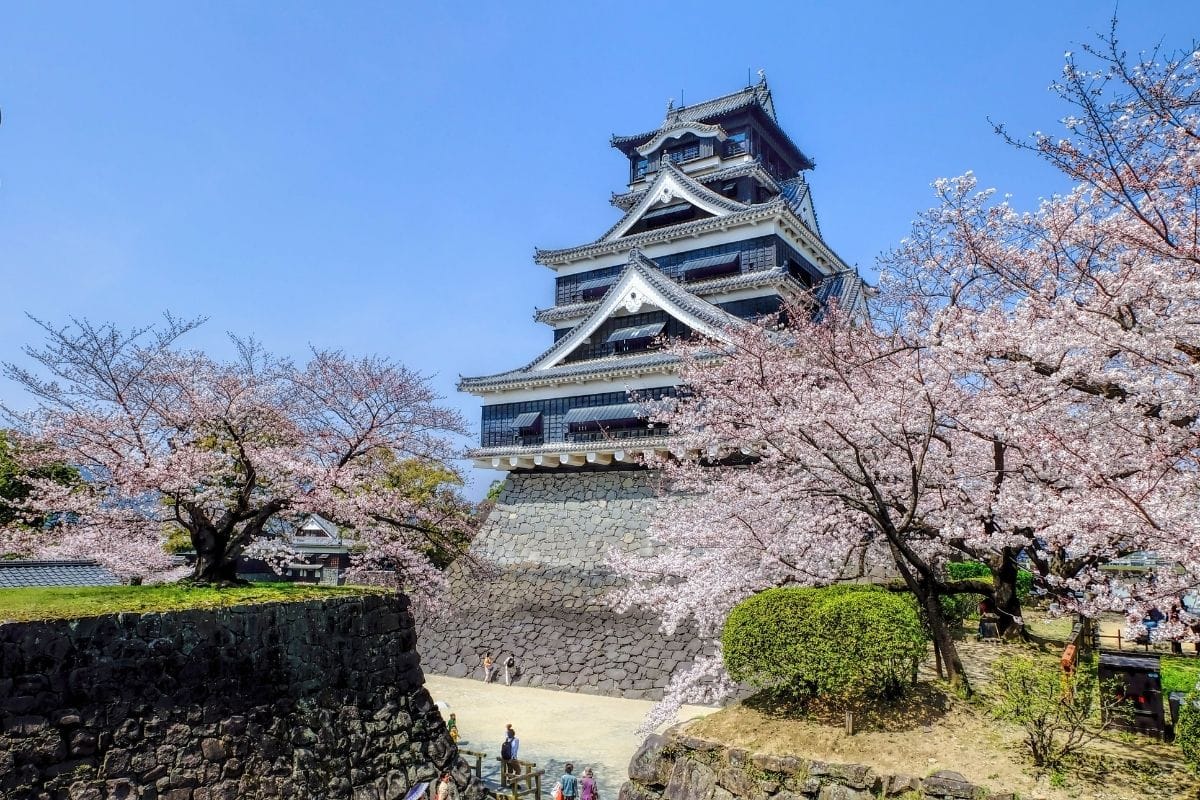 Kumamoto Castle Cherry Blossom