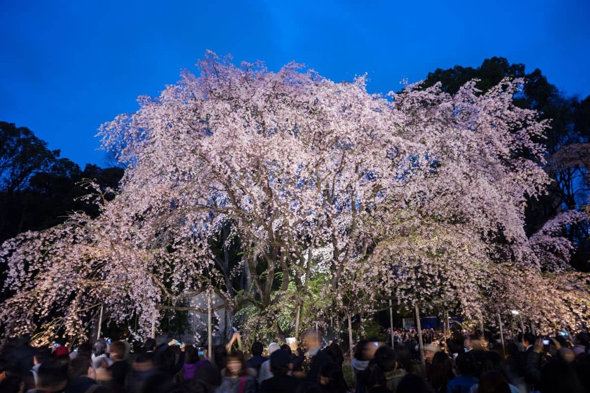 Rikugien Garden Cherry Blossom