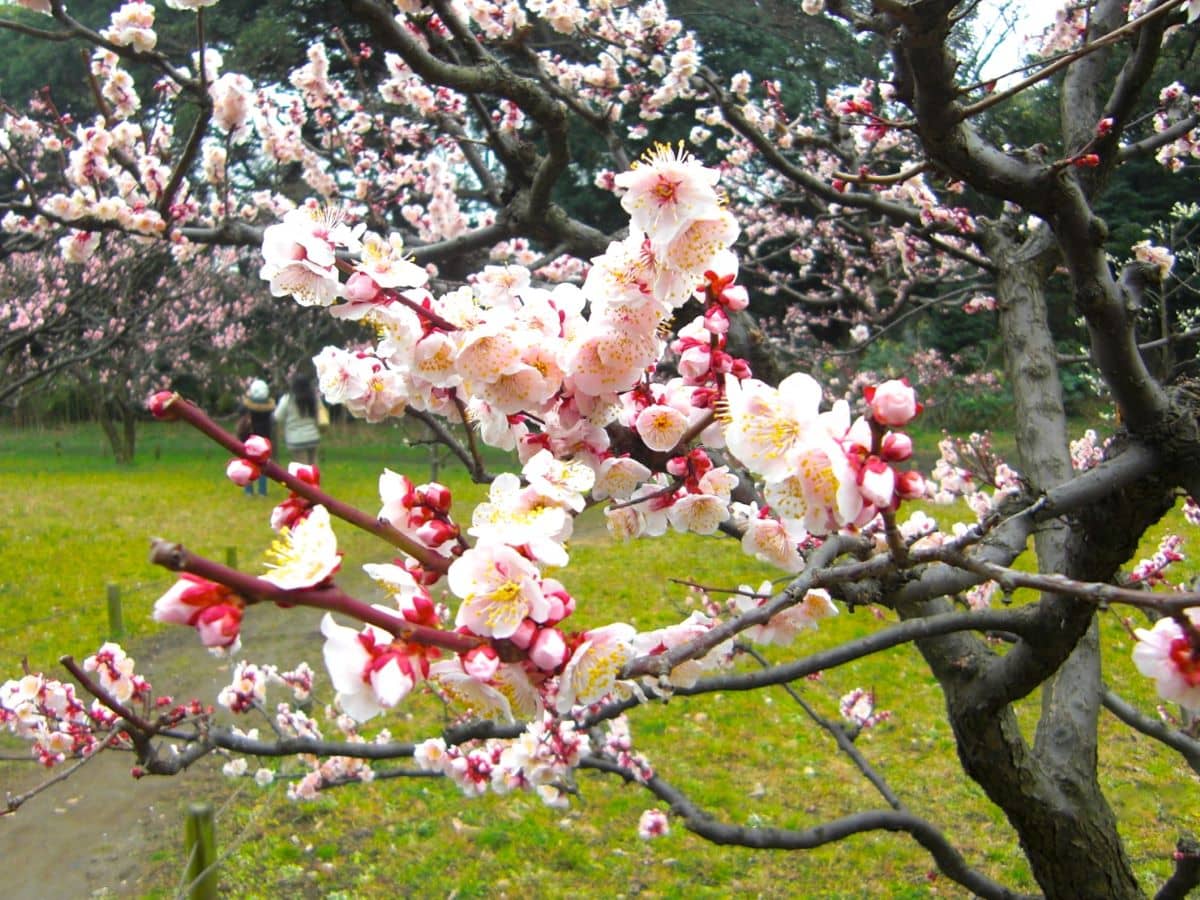 Hama Rikyu Gardens Cherry Blossom