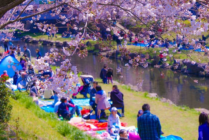 Jindai Botanical Gardens Cherry Blossom